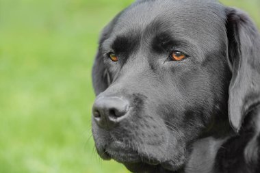 Yeşil arka planda Kara Labrador Retriever köpeği