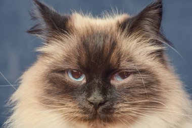 Koyu mavi arka planda Sibirya kedisi. Evcil, bej ve kahverengi kedi