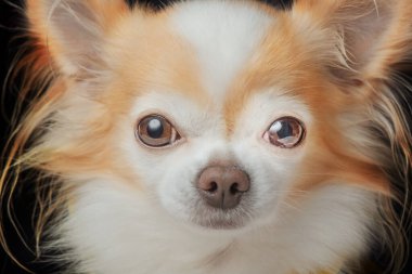 Chihuahua köpeği, siyah arka planda kırmızı lekeli beyaz ırk üretir. Chihuahua evcil köpeği.