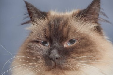 Sibirya kedisi, gri arka planda renk noktası..