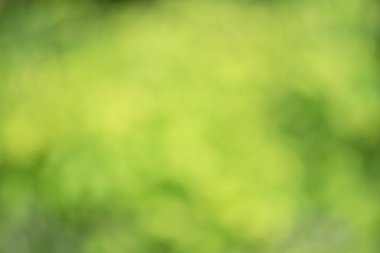 Doğal bulanık yeşillik, ağaç yaprakları dağılmış. Bitkilerin ışıklarını söndür