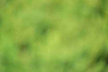 Odaklanamayan yeşil arka plan. Bulanık yeşillik, doğal bokeh