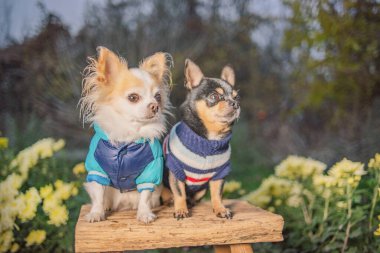 Bahçedeki çiçeklerin arka planına karşı bankta oturan iki Chihuahua köpeği..