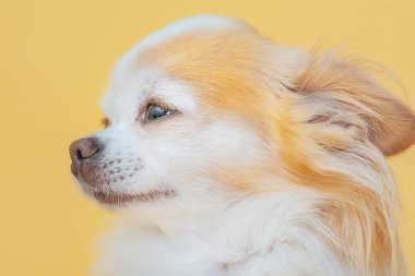 Sarı arka planda beyaz ve kırmızı renkli Chihuahua köpeği.
