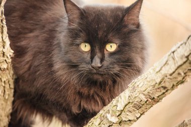Ağaçta uzun kürkü olan siyah bir kedi. Evcil kedi.