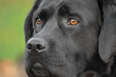Bulanık yeşil bir arka planda Kara Labrador Retriever köpeği