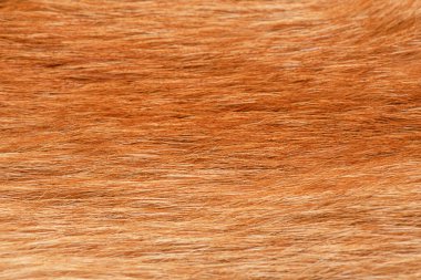 Arka plan olarak doğal tilki kürkü makro fotoğraf