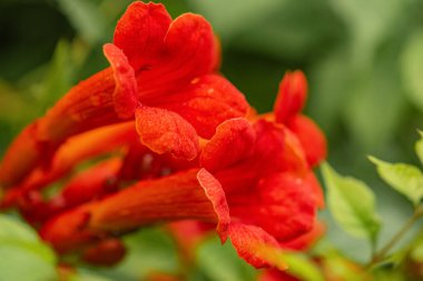 Asma çiçeğinin kırmızı tekoma ve yeşil yaprakları vardır. Çiçek ve yaprakların arka planı