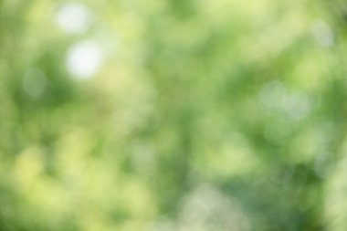 Odaklanamayan doğal arka plan bulanık ağaç. Doğal defocus ışığı