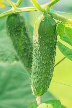 Olgun salatalıklar çitin yanındaki çardakta yetişiyor. Salatalık bitkisi