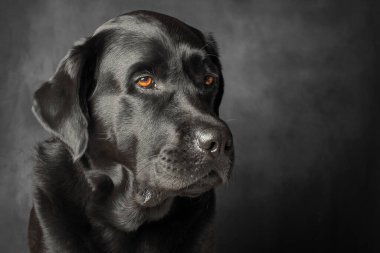 Siyah labrador Retriever köpeği.