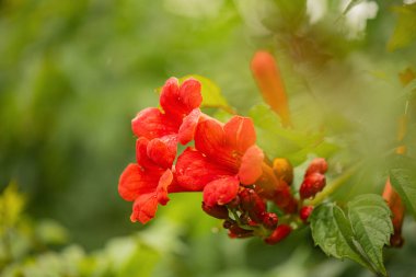 Kamp çiçeği kırmızıdır ve yeşil yaprakları vardır.