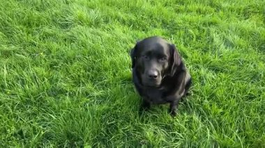 Siyah bir Labrador Retriever köpeği yeşil çimlerde oturur..