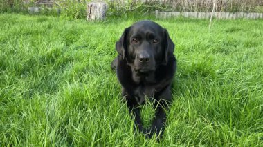 Siyah bir Labrador Retriever köpeği bahçede yeşil çimlerin üzerinde yatıyor..