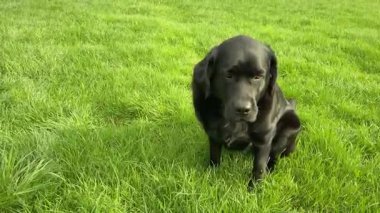 Köpek, evcil siyah labrador yeşil çimlerin üzerinde av köpeği.