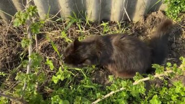 Baharda bahçede siyah kedi.