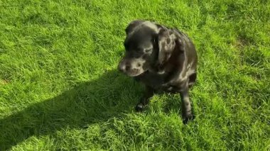 Yeşil çimlerde siyah Labrador köpeği. Evcil hayvan, köpek.