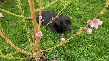 Baharda bahçedeki çimlerin üzerinde Kara Labrador Retriever. Evcil hayvan, bahçede köpek.