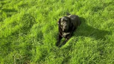 Siyah bir Labrador Retriever köpeği bahçede yeşil çimlerin üzerinde yatıyor..