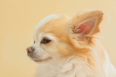 Beyaz ve kırmızı bir Chihuahua köpeği profili.