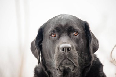 Köpek ırkı Labrador Retriever siyahı. Evcil hayvan.