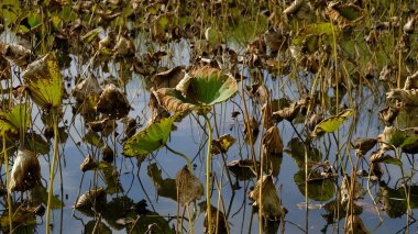 Sonbaharda solmuş nilüfer yaprakları