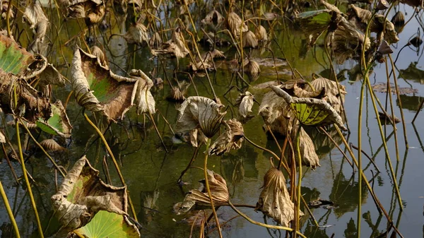 Wilted Lotus Bladeren Herfst — Stockfoto