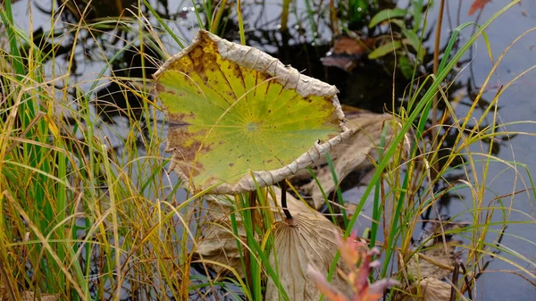 Welke Lotusblätter Herbst — Stockfoto