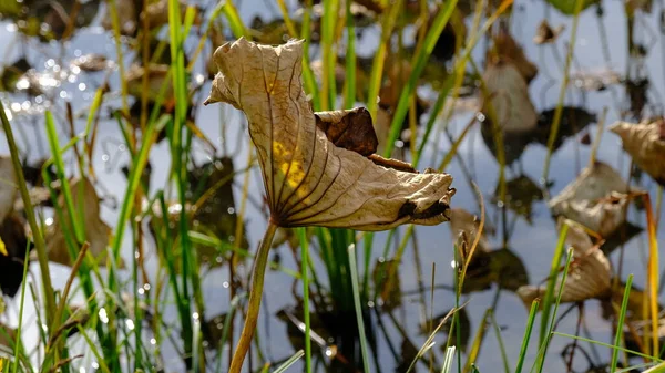 Feuilles Lotus Flétri Automne — Photo