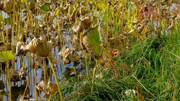 Feuilles Lotus Flétri Automne — Photo