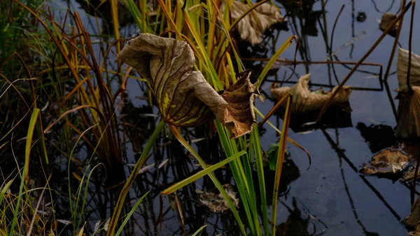 Сплетене Листя Лотоса Восени — стокове фото