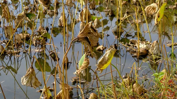 Feuilles Lotus Flétri Automne — Photo