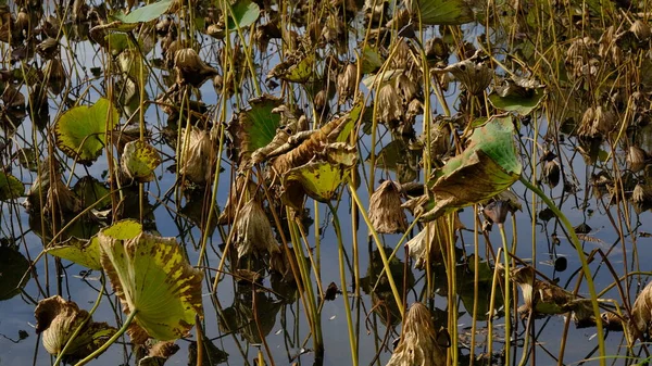 Hojas Loto Marchitas Otoño — Foto de Stock