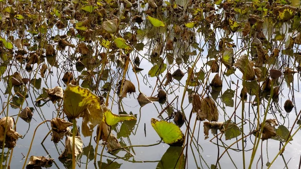 Feuilles Lotus Flétri Automne — Photo