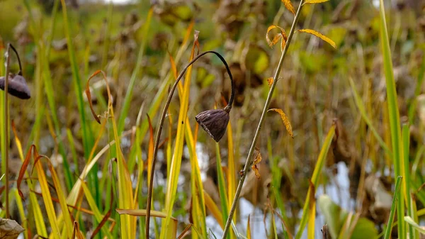 Des Graines Lotus Fond Flou Pour Conception Web — Photo