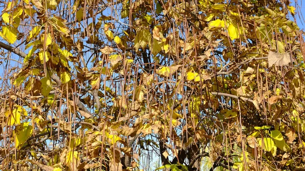 Äste Von Bäumen Mit Gelbem Laub — Stockfoto