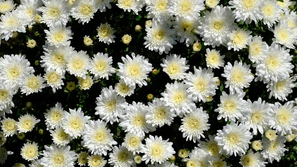 Parterre Fleurs Dans Parc Municipal — Photo