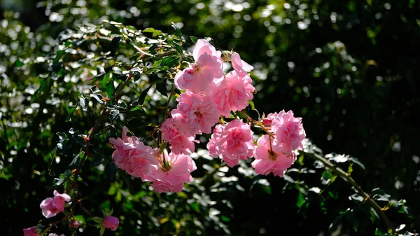 Květinové Záhony Městském Parku — Stock fotografie