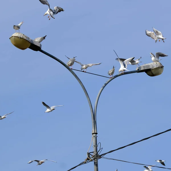 Mouettes Assis Sur Lampadaire — Photo