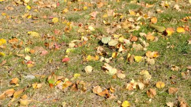 Yere düşen ağaç yaprakları. Web tasarımı için bulanık odaklanmış sonbahar arkaplanı