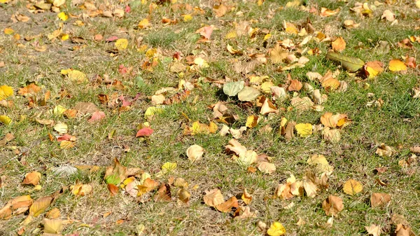 Feuilles Tombées Arbres Sur Sol Fond Automne Flou Déconcentré Pour — Photo