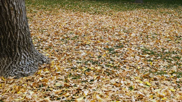 Падшие Листья Деревьев Земле Размытый Осенний Фон Веб Дизайна — стоковое фото