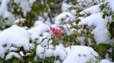 Düşen karın altında bir gül çalısı