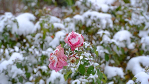 落雪下的一丛丛玫瑰 — 图库照片