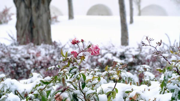 Ένας Θάμνος Τριαντάφυλλα Κάτω Από Χιόνι Που Πέφτει Φωτογραφία Αρχείου