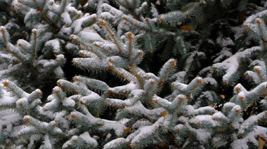 Ladin 'in dallarında kar var. Web tasarımı için bulanık noel arkaplanı