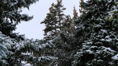 Ladin 'in dallarında kar var. Web tasarımı için bulanık noel arkaplanı