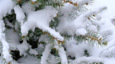 Ladin 'in dallarında kar var. Web tasarımı için bulanık noel arkaplanı