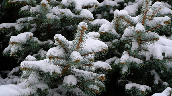 Nieve Las Ramas Del Abeto Fondo Borroso Navidad Para Diseño — Foto de Stock