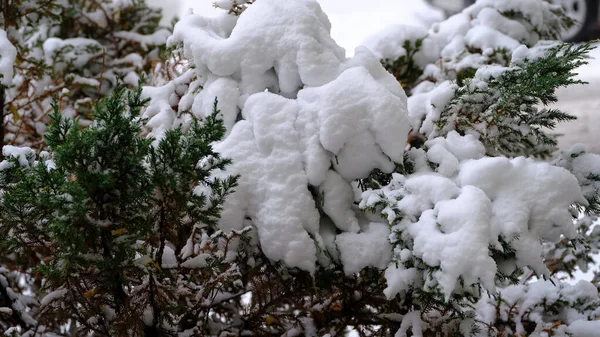 Nieve Las Ramas Del Abeto Fondo Borroso Navidad Para Diseño — Foto de Stock